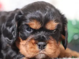 Cavalier King Charles Spaniel dogs Tanner | Genetically Screened - Ad 3