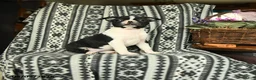 Boston Terrier dogs for sale: Hillary - Ad 3