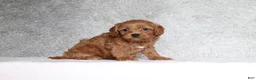 Cavapoo dogs for sale: Bella - Ad 3