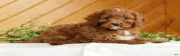 Cavapoo dogs for sale: Maverick - Ad 3