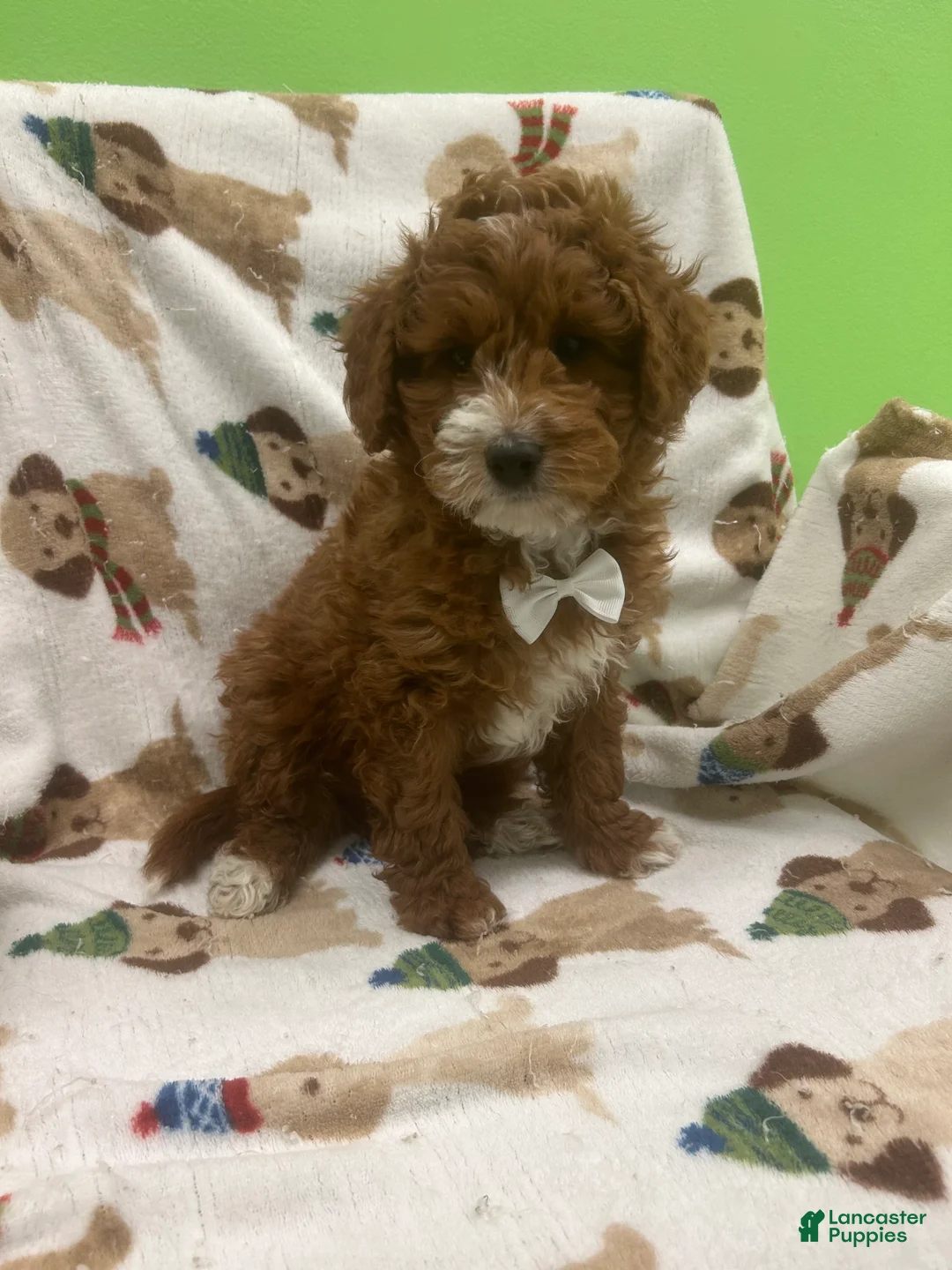 Mini Goldendoodle dogs for sale: Romeo  - Ad 2