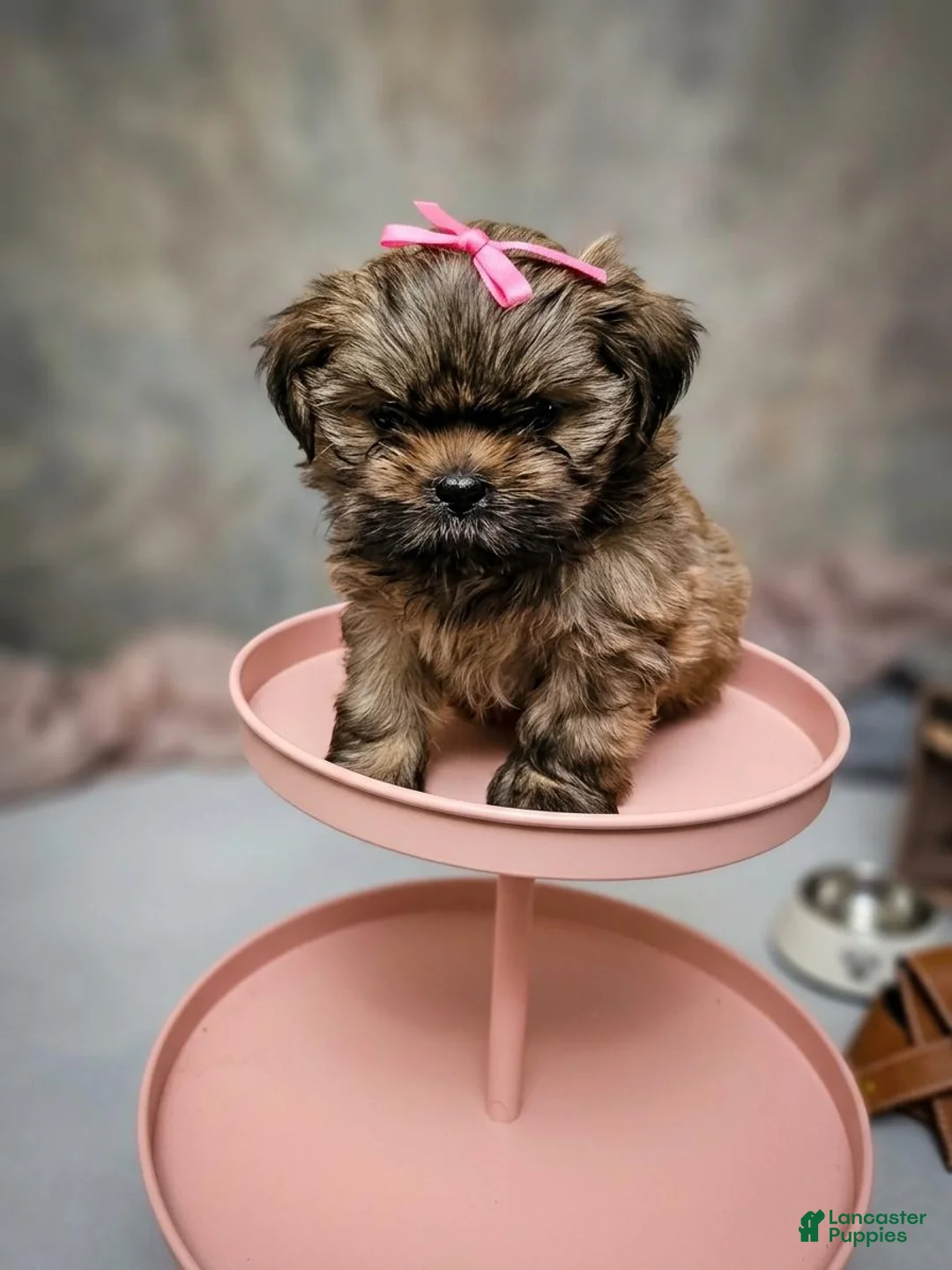 Shih Tzu dogs for sale: Little Baby Girl 💕 - Ad 1