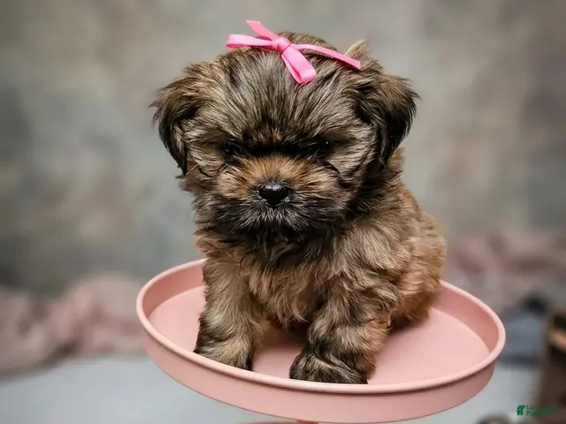 Shih Tzu dogs Little Baby Girl 💕 - Ad 1