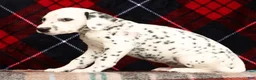 Dalmatian dogs for sale: Jenna - Ad 5