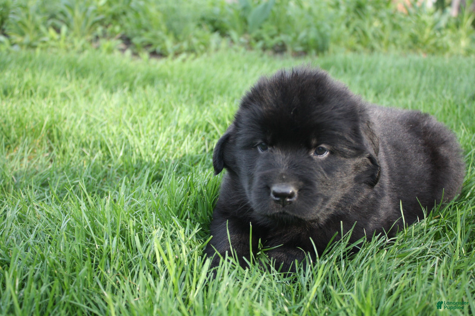 Newfoundland dogs Luna  - Ad 2
