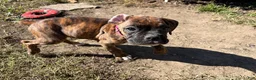 Boxer dogs for sale: Pink - Ad 1