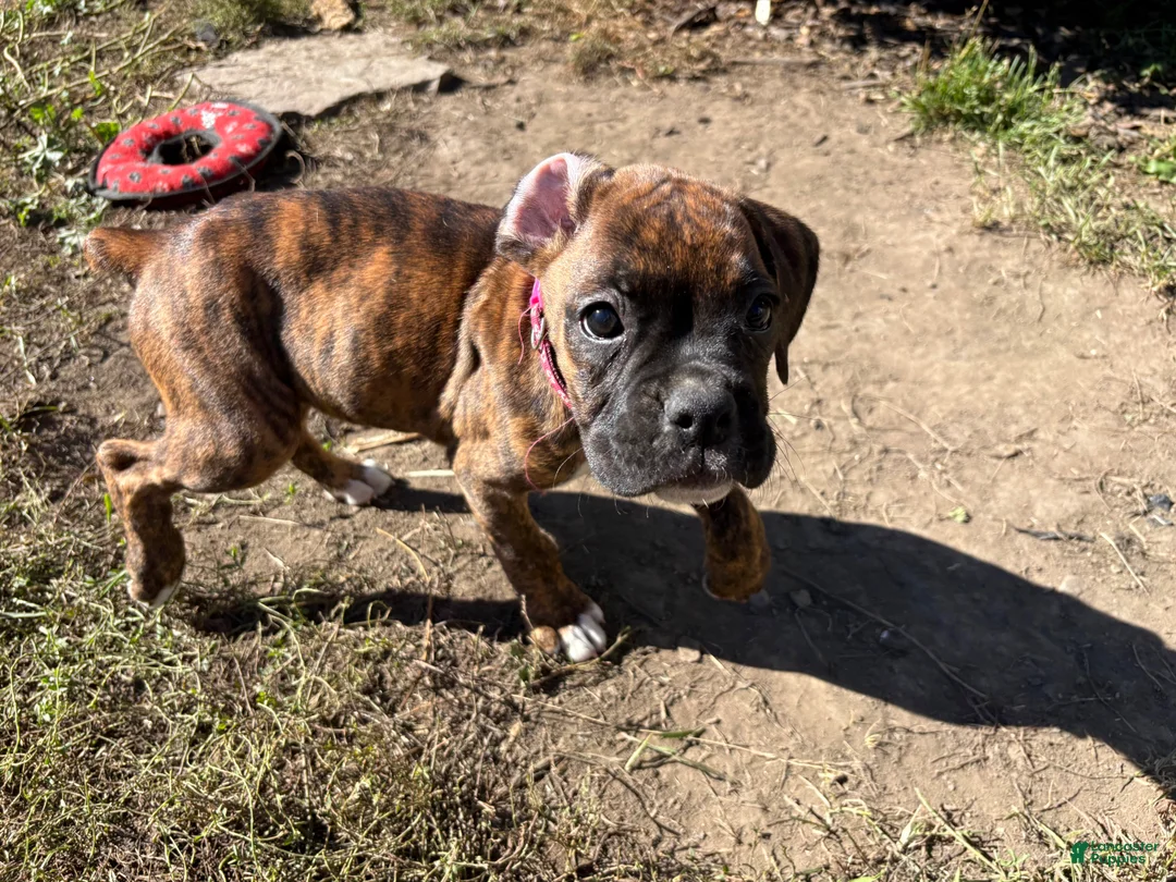 Boxer dogs for sale: Pink - Ad 1