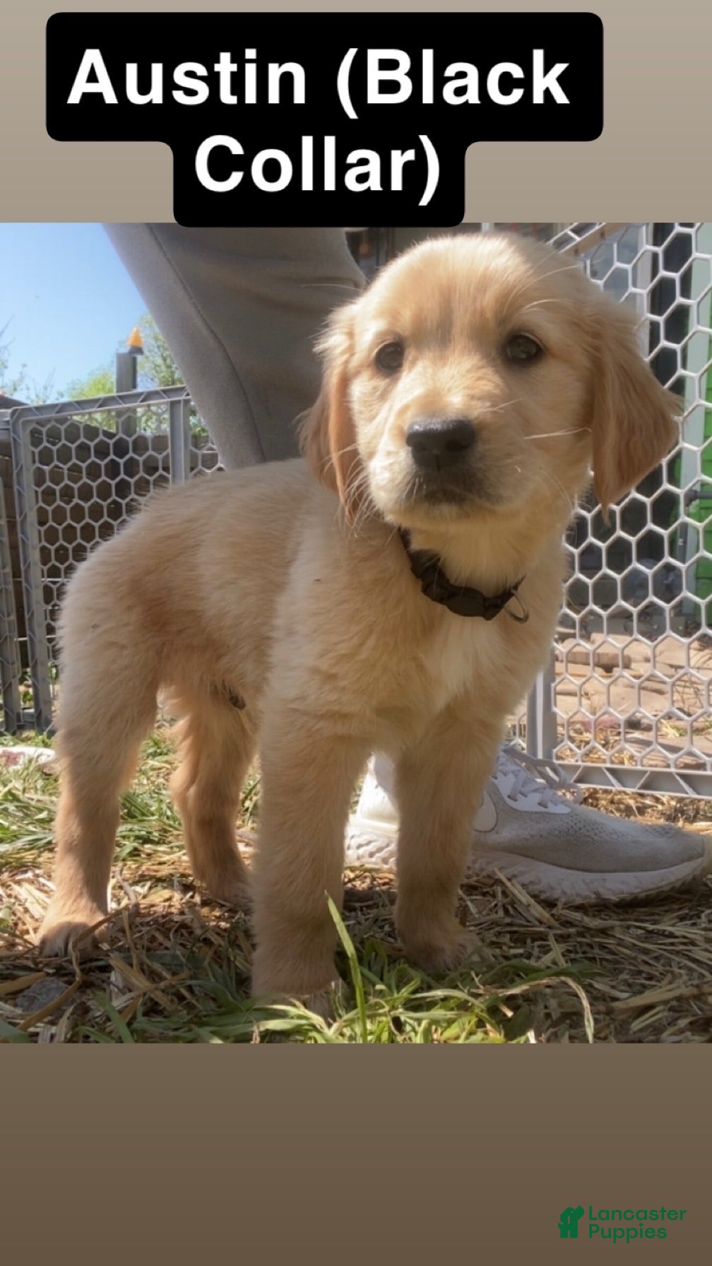 Golden Retriever dogs  Austin - Ad 37