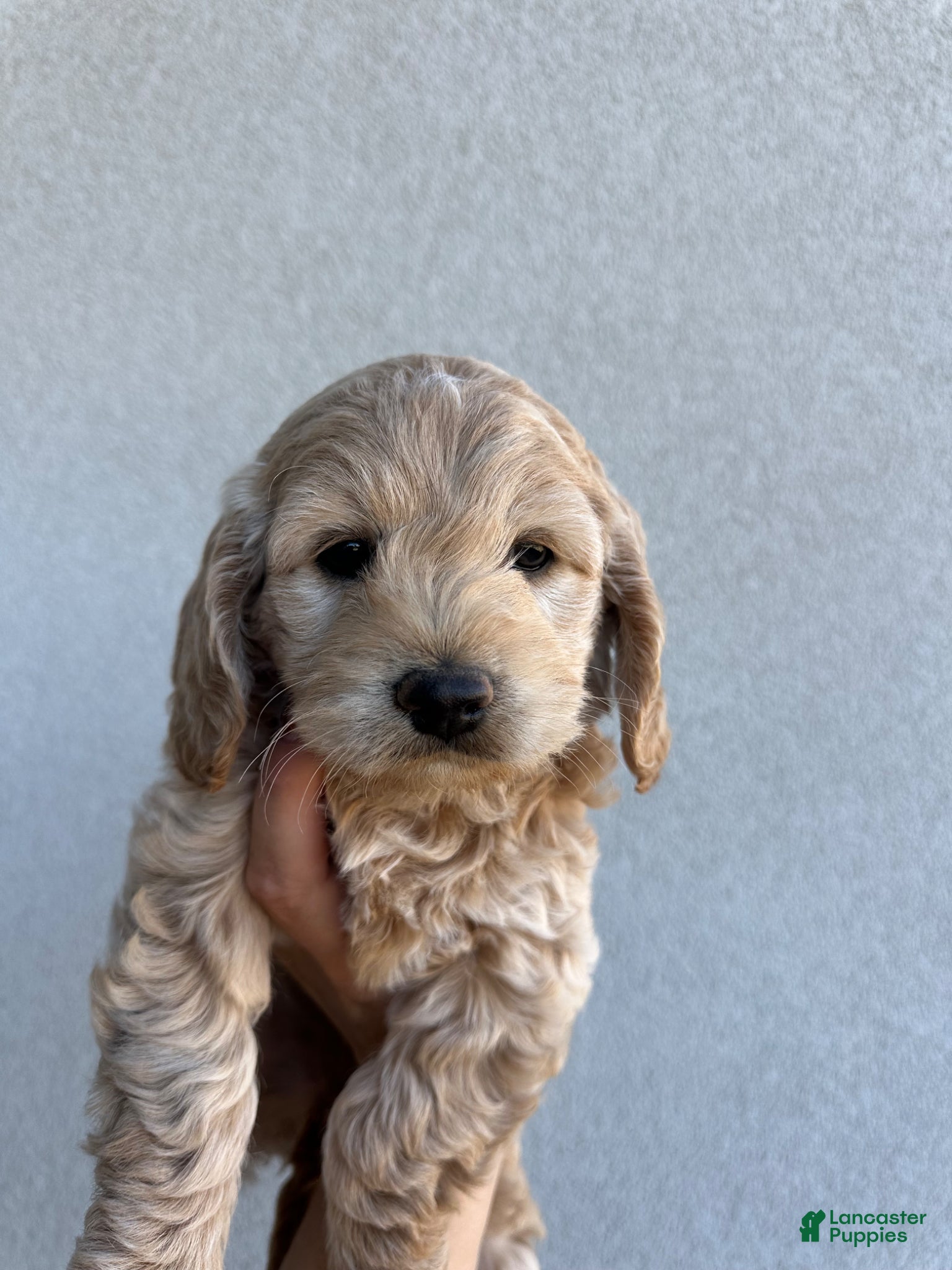 Cockapoo dogs Tucker - Toy Cockapoo  - Ad 1