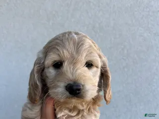 Cockapoo dogs for sale: Tucker - Toy Cockapoo - Ad 2