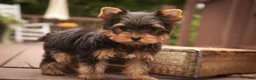 Yorkshire Terrier dogs for sale: Damon Yorkshire Terrier  - Ad 24