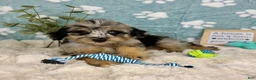 Mini Bernedoodle dogs for sale: Benny  - Ad 2