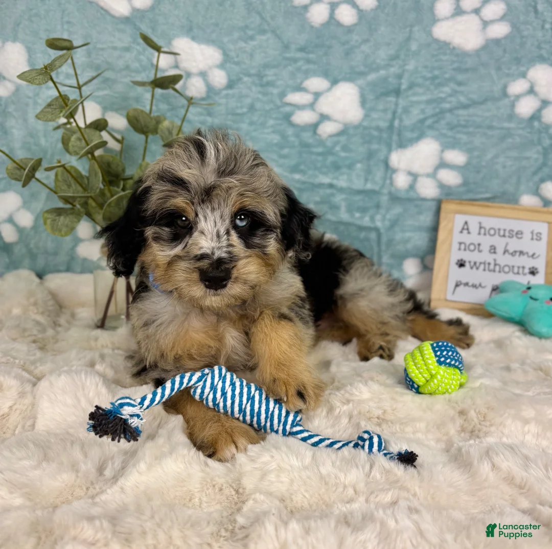 Mini Bernedoodle dogs for sale: Benny  - Ad 2