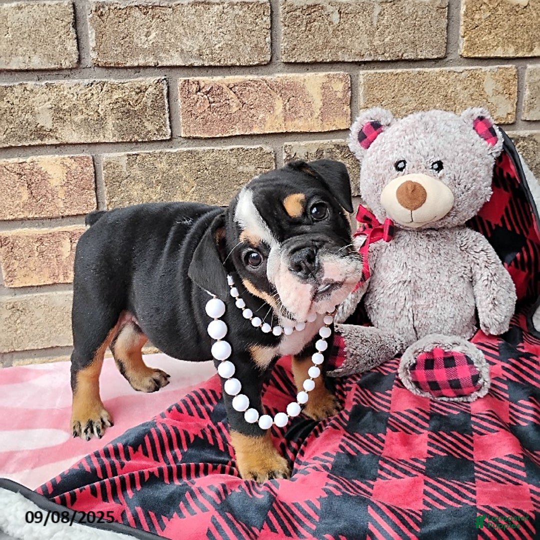 English Bulldog dogs for sale: Ramona - Ad 5