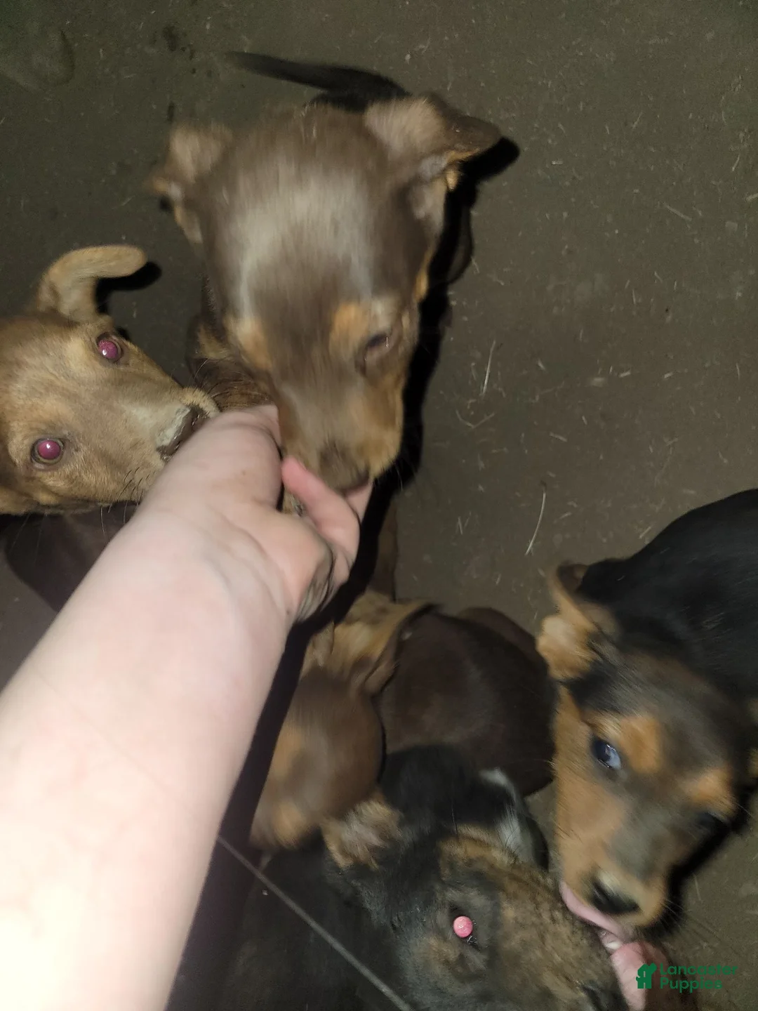 Mixed Breed dogs for sale: Mixed Breed 3 - Ad 1