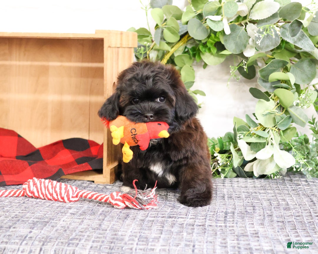 Shihpoo dogs for sale: Harry - Ad 2