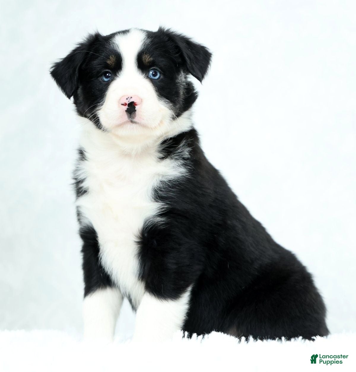 Miniature Australian Shepherd dogs Heart - Ad 2