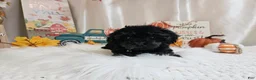 Yorkiepoo dogs for sale: Andy Lynn - Ad 5