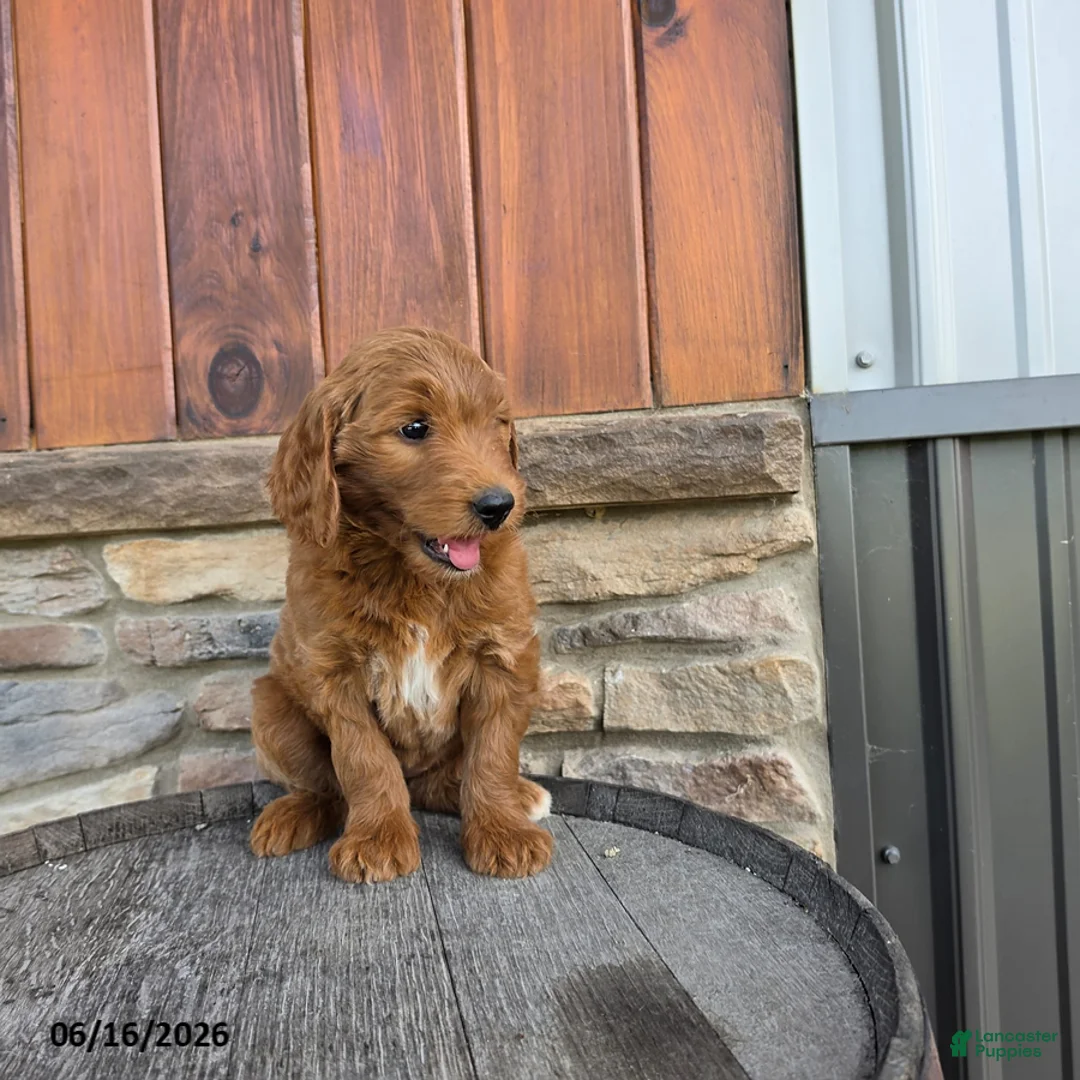 Goldendoodle dogs for sale: Jasmine - Ad 3