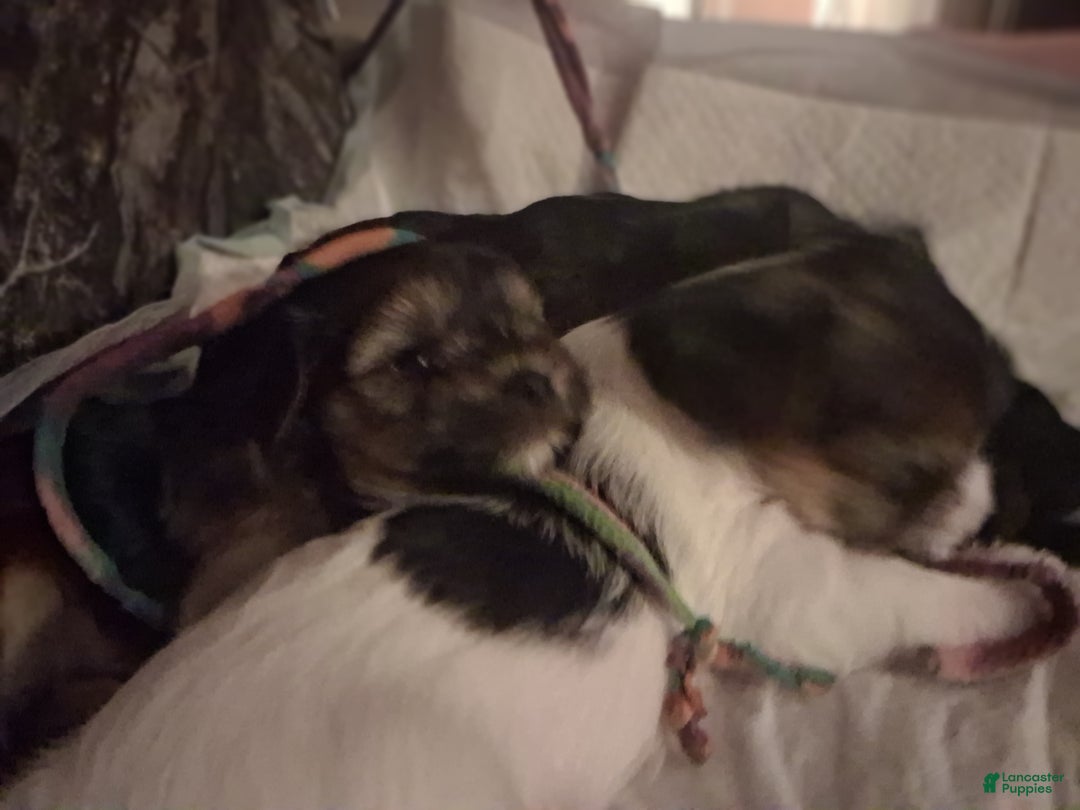 Gallery Image {{count}}