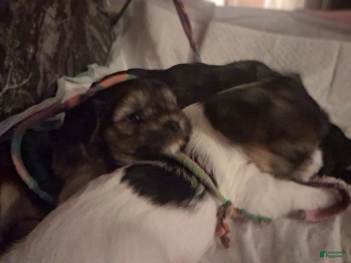 Gallery Image {{count}}