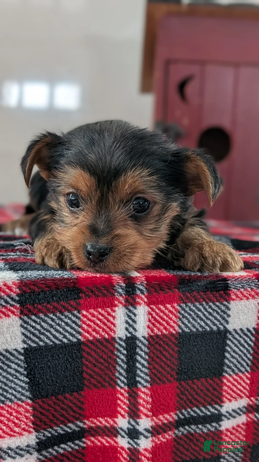 Yorkshire Terrier dogs for sale: Duke - Ad 4