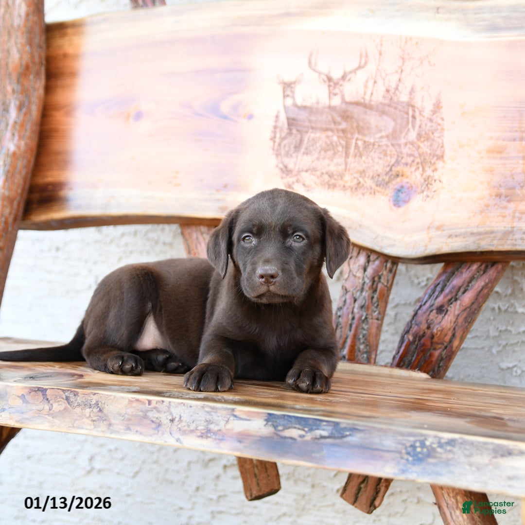 Labrador Retriever dogs for sale: Zoom   - Ad 4