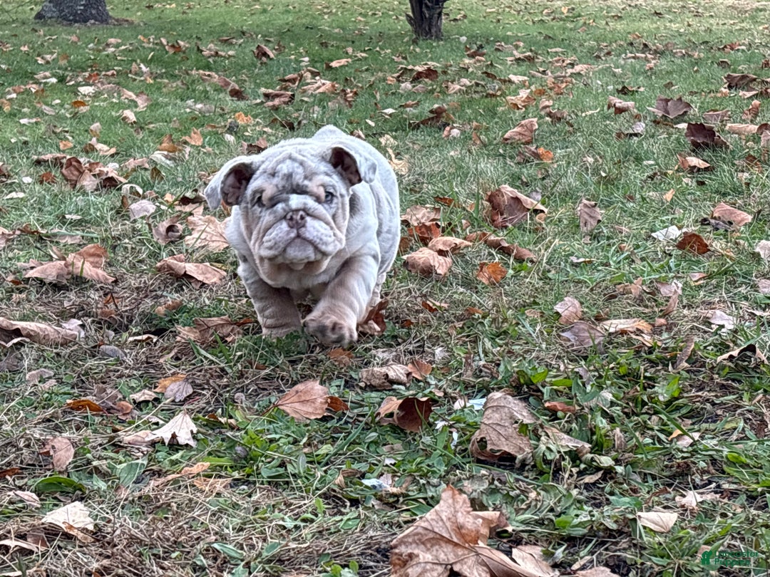 English Bulldog dogs for sale: Cookies - Ad 3