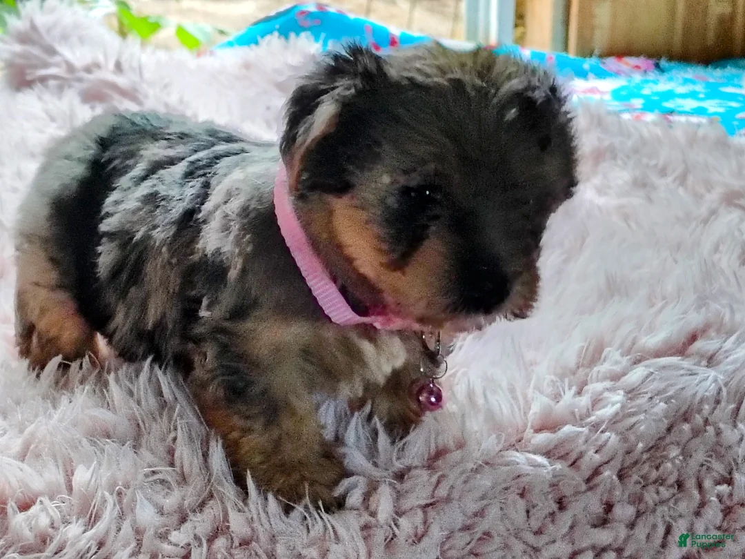Yorkshire Terrier dogs for sale: Blue Bell - Ad 2