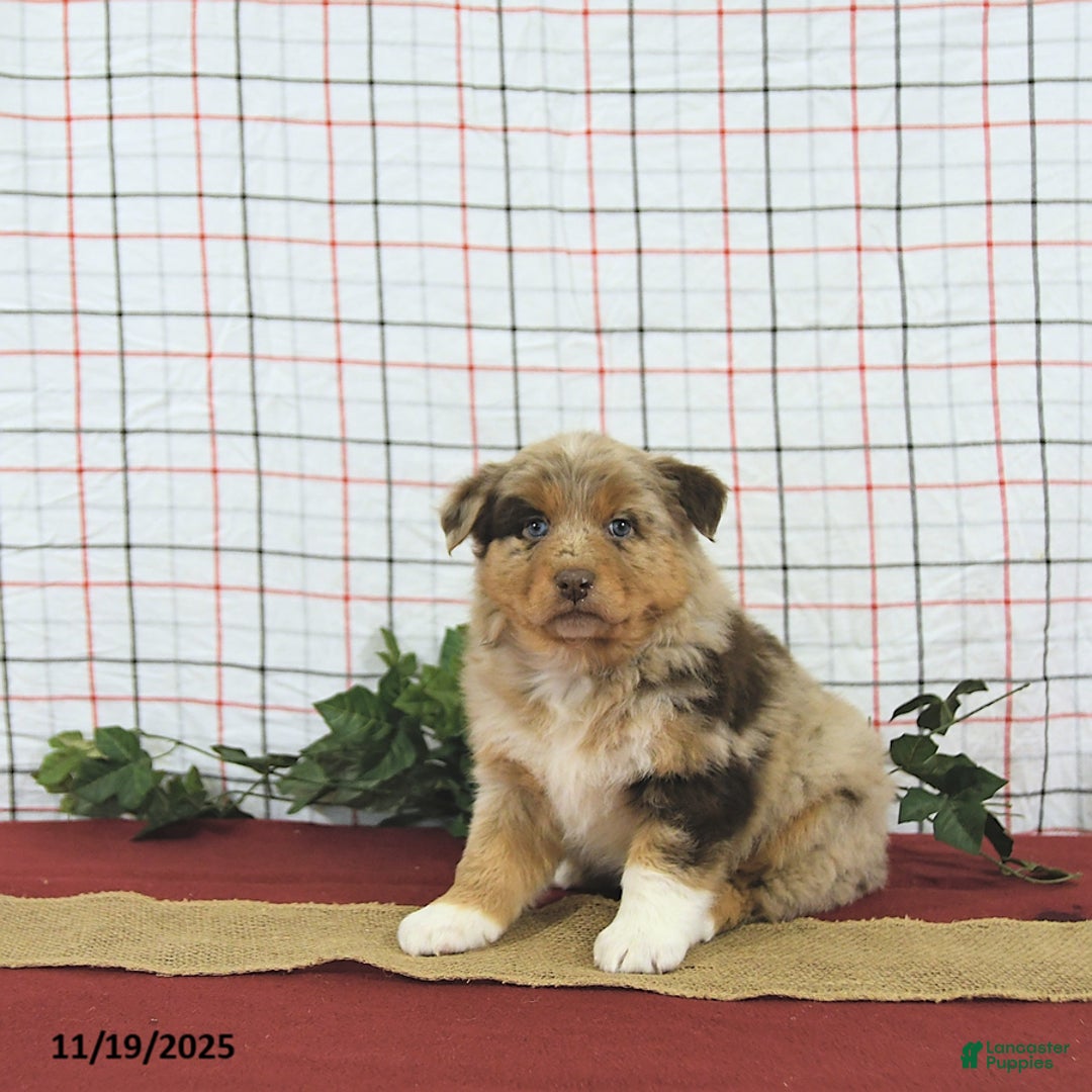 Australian Shepherd dogs for sale: Jingle  - Ad 10