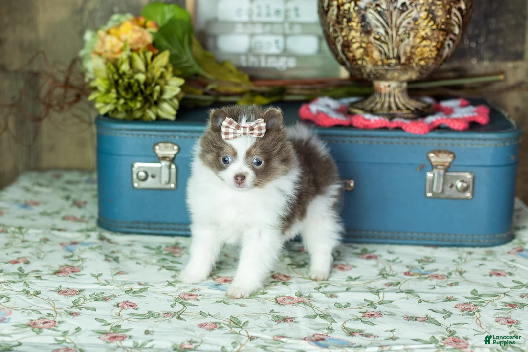 Pomeranian dogs for sale: Tory  - Ad 1