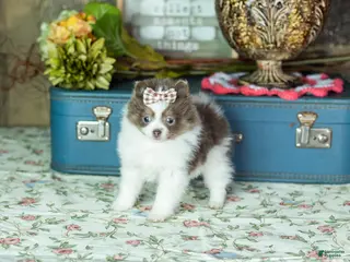 Pomeranian dogs for sale: Tory - Ad 1