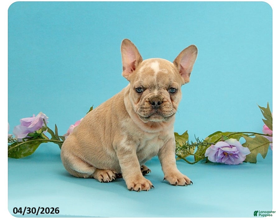 French Bulldog dogs for sale: Leo - Ad 2