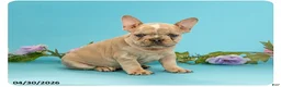 French Bulldog dogs for sale: Leo - Ad 1