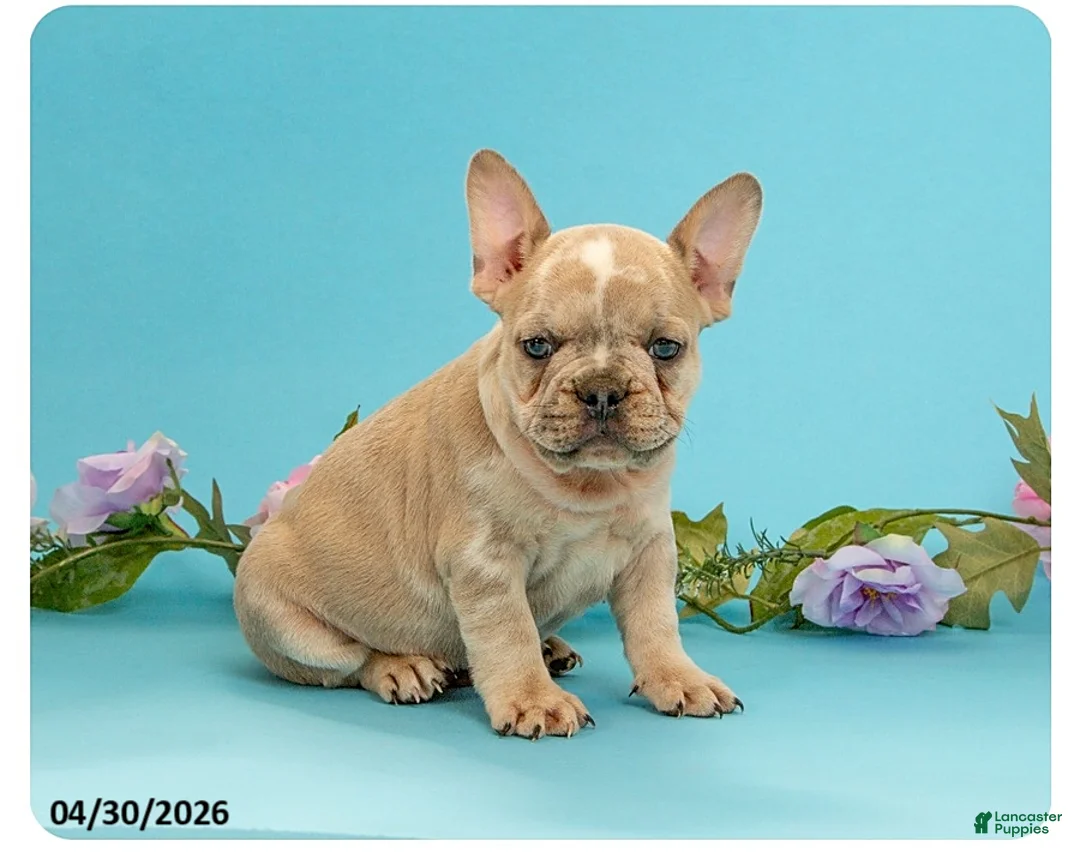 French Bulldog dogs for sale: Leo - Ad 1