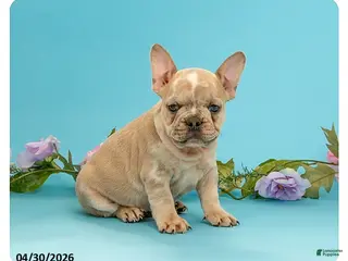 French Bulldog dogs for sale: Leo - Ad 2