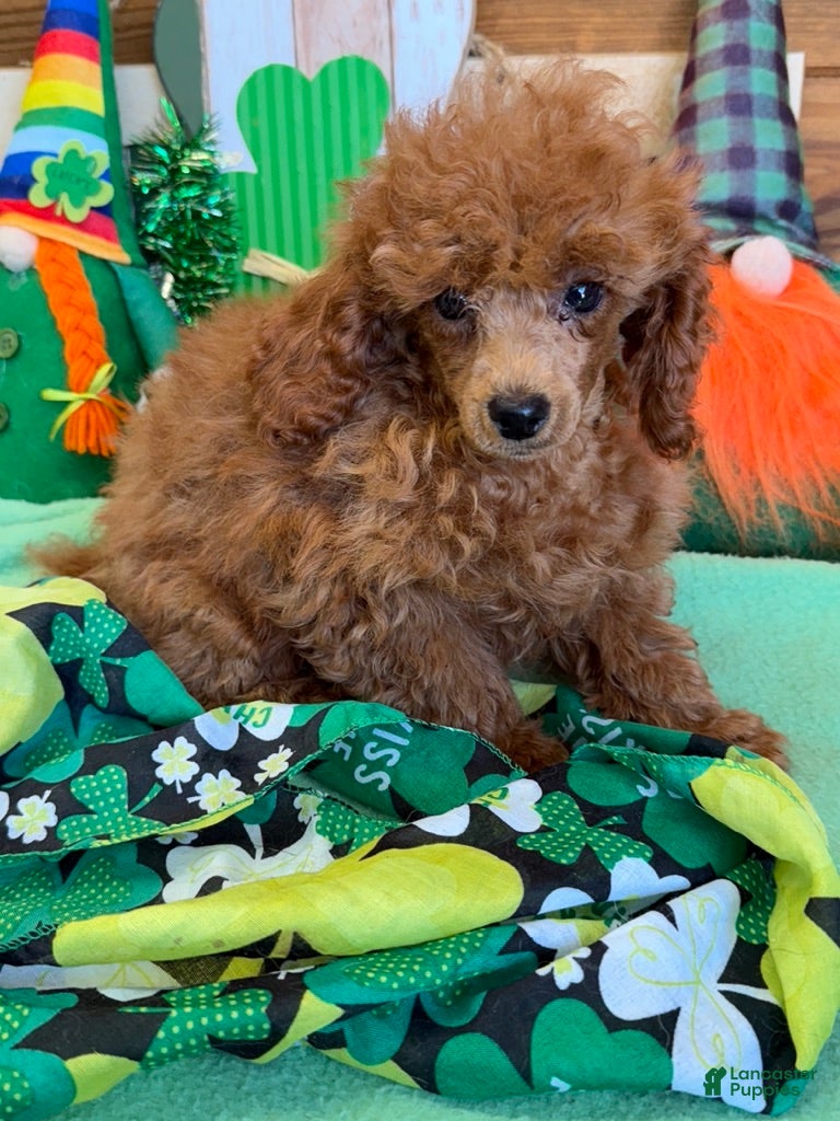 Toy Poodle dogs Landon - Ad 39