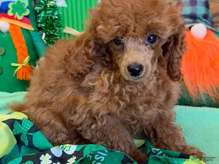 Toy Poodle dogs Landon - Ad 39
