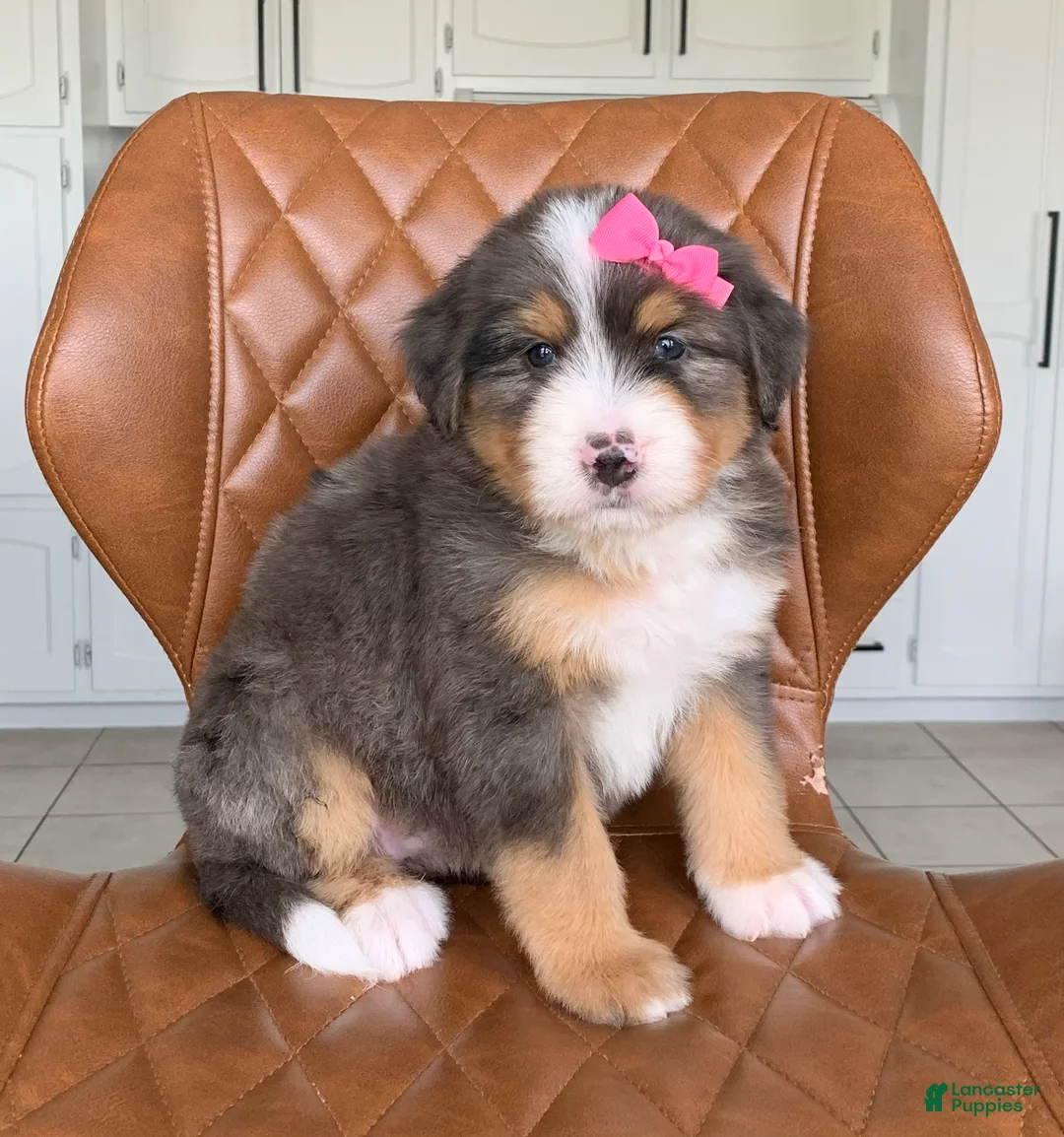 Bernedoodle dogs for sale: Nala - Ad 2