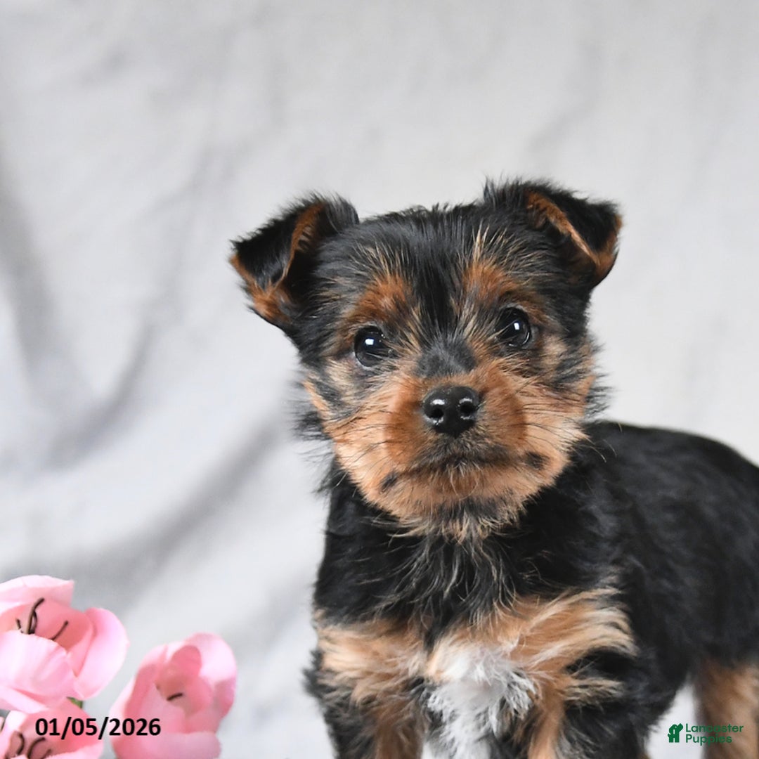 Yorkshire Terrier dogs for sale: Leo - Ad 4