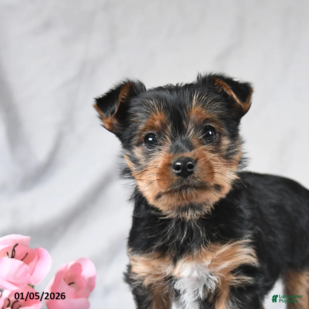 Yorkshire Terrier dogs for sale: Leo - Ad 4