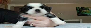 Shih Tzu Puppy 3