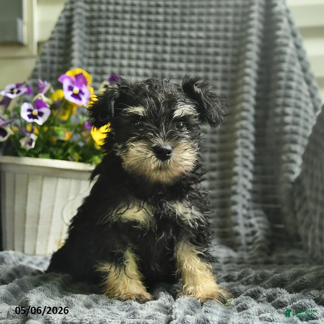Miniature Schnauzer dogs for sale: Jack  - Ad 3