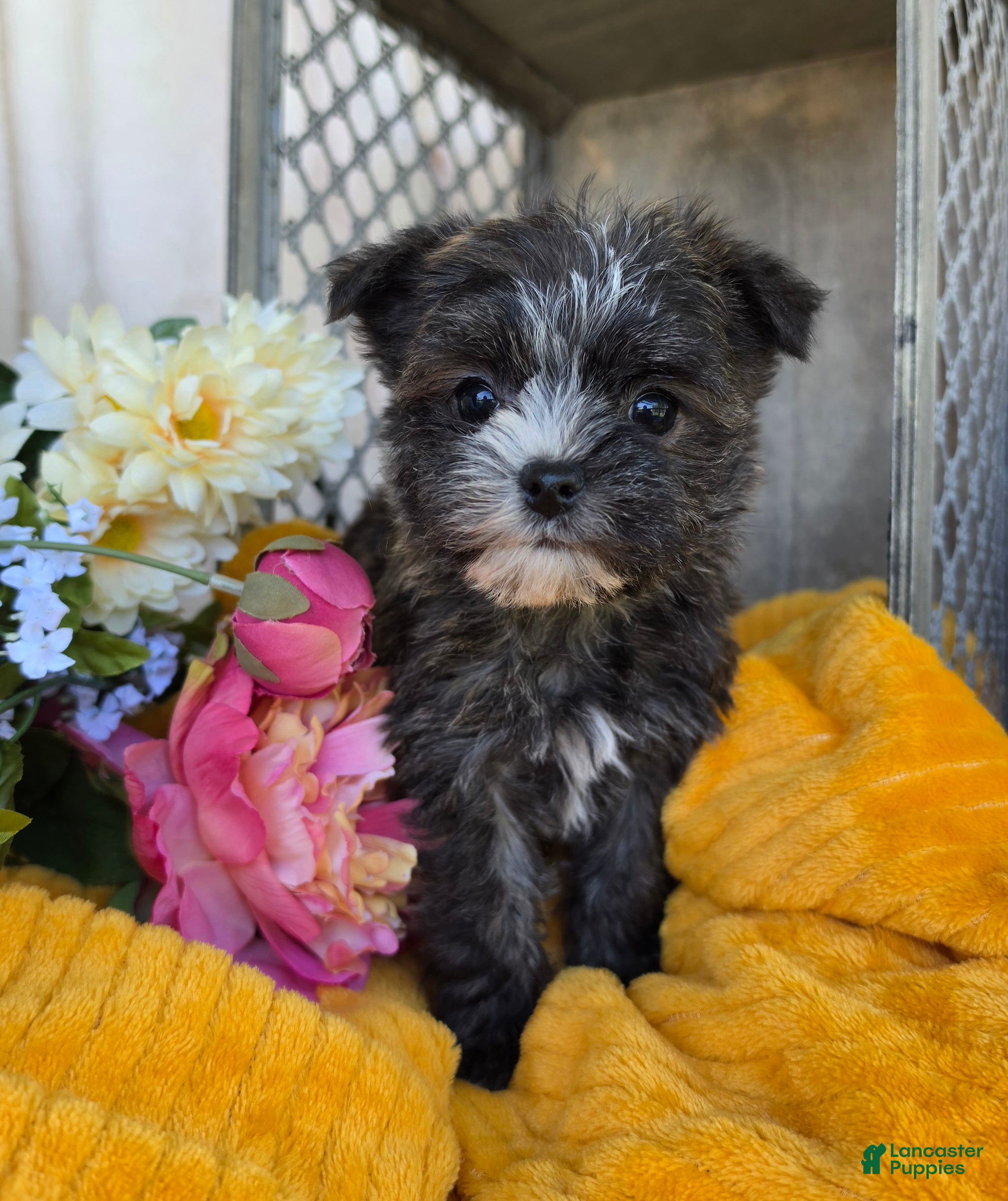 Morkie dogs Stella - Ad 1