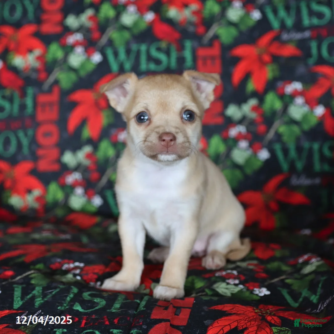 Chihuahua dogs for sale: Pixie - Ad 2