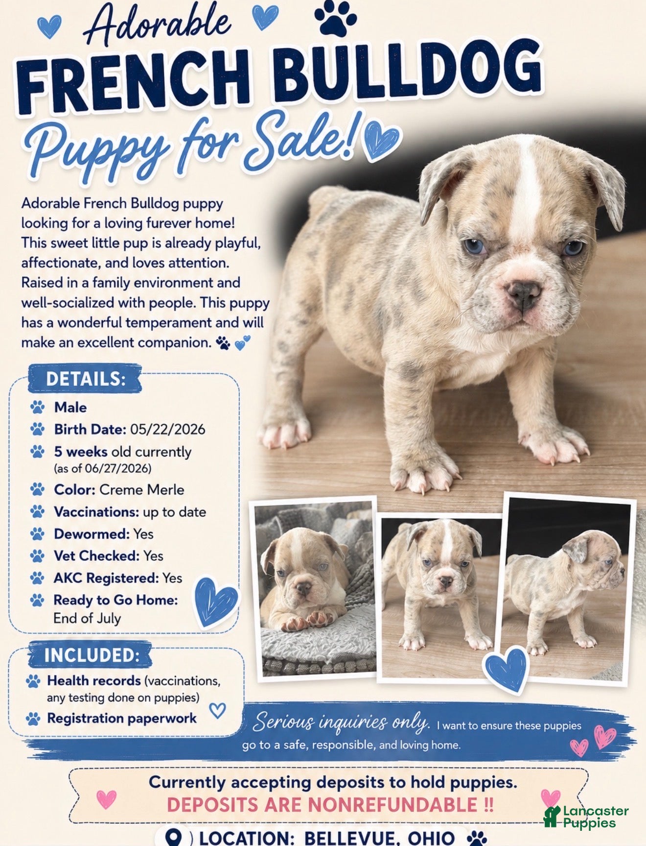French Bulldog dogs for sale: French Bulldog 1 - Ad 1