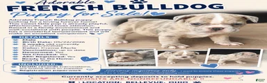 French Bulldog 1