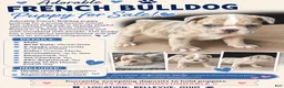 French Bulldog dogs for sale: French Bulldog 1 - Ad 1