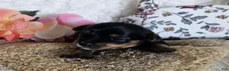 Mixed Breed dogs for sale: TCup Tina - Ad 6