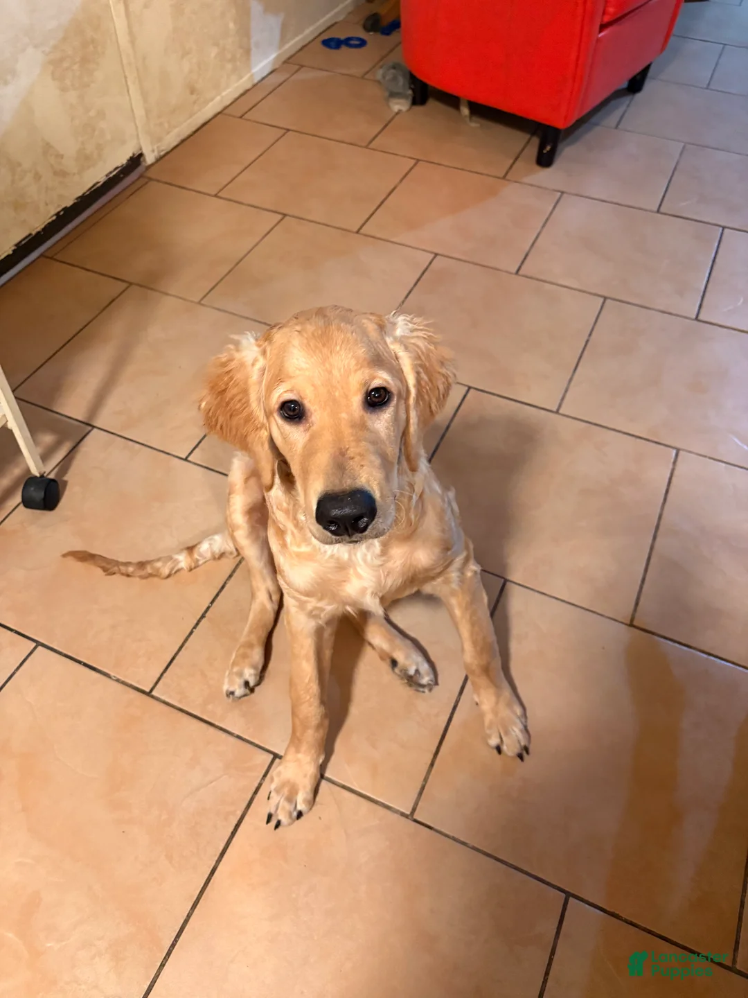 Golden Retriever dogs for sale: Golden Retriever Puppy 1 - Ad 2